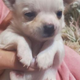 Girl 1 - White female Chihuahua puppy in Oklahoma City, Oklahoma from Teacup Chihuahuas and Friends