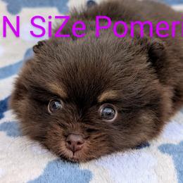 Pomeranians and Toy Australian Shepherds from FuN SiZe Aussies/ AKC Pomeranians