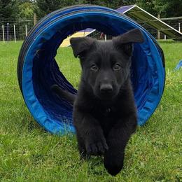 German Shepherd Puppies from Casamoko German Shepherds