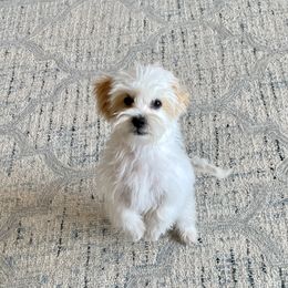 Canyon - Gold and white Shihpoo puppy in Kaysville, Utah from Havenwood Emotional Support Animals