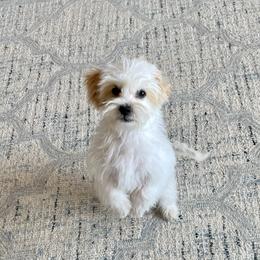 Canyon - Gold and white Shihpoo puppy in Kaysville, Utah from Havenwood Emotional Support Animals