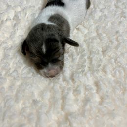 Lola - Dapple female Dachshund puppy in Milroy, Pennsylvania from Not Your Average Weiner