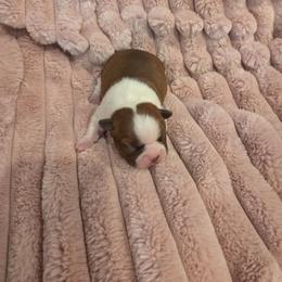 Princess - Red female Boston Terrier puppy in Calhoun City, Mississippi from Byrd's Beautiful Bostons