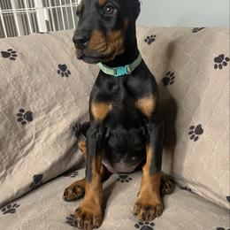 Aqua - Black and rust female Doberman Pinscher puppy in Muskegon, Michigan from HillStone Dobermans