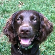 Boykin Spaniels from Weddington Farms