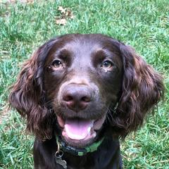 Boykin Spaniels from Weddington Farms