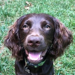 Boykin Spaniels from Weddington Farms