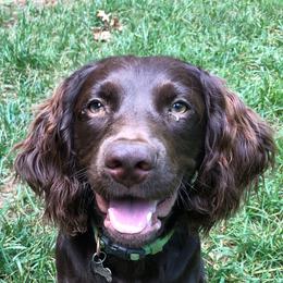 Boykin Spaniels from Weddington Farms