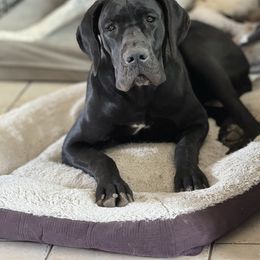 Tillie - Great Dane