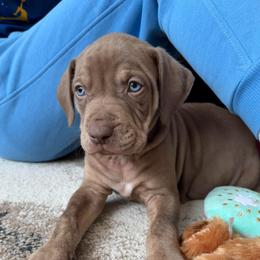 Buck - Red male Catahoula Leopard Dog puppy in Forbes, Minnesota from North Country Catahoulas