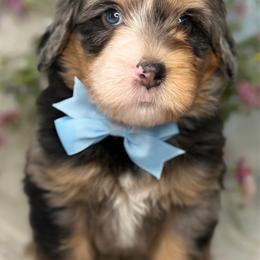 Zander - Tri-color female Bernedoodle puppy in Yuciapa, California from AlltheDoodlez_