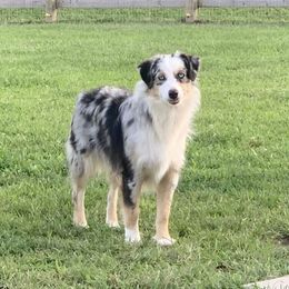 Maggie - Miniature American Shepherd