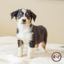 Arizona - Black tri female Miniature Australian Shepherd puppy in Buna, Texas from R & C Kennels