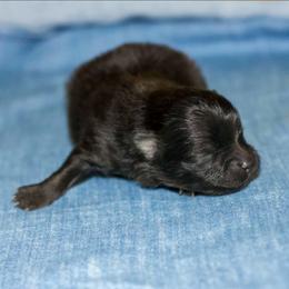 Boy 2 - Black and tan male Pomeranian puppy in Bremen, Indiana from AMS Pomeranians and Pomskies in Indiana