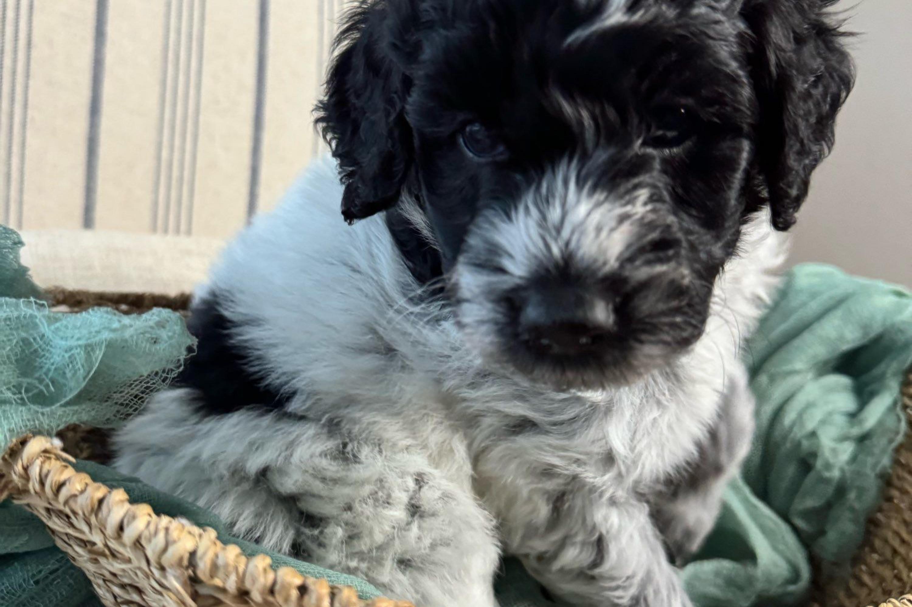 “Oreo”(white and black parti) - Black and white Aussiedoodle puppy in Ayden, North Carolina from Sugar Creek Oodles
