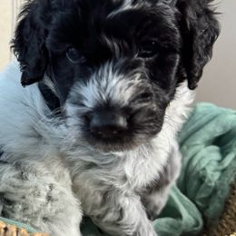 “Oreo”(white and black parti) - Black and white Aussiedoodle puppy in Ayden, North Carolina from Sugar Creek Oodles