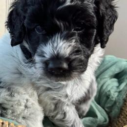 “Oreo”(white and black parti) - Black and white Aussiedoodle puppy in Ayden, North Carolina from Sugar Creek Oodles