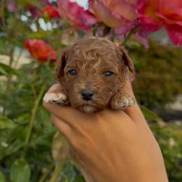 Honey - Apricot female Assorted Doodle Crosses puppy in Yuba City, California from Lucky Day Doodles