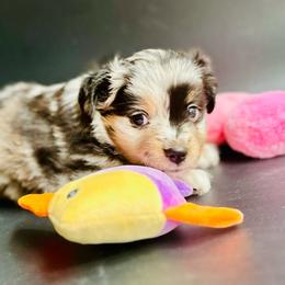 Tessa - Blue merle female Toy Australian Shepherd puppy in Luling, Texas from Little Wood Toy and Mini Aussies