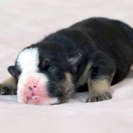 King - Black tri-color male Bulldog puppy in Winnsboro, Texas from JP Ranch Bulldogs
