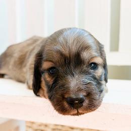 Posie - Cream female Dachshund puppy in Sylvania, Alabama from Yancey’s Doxies