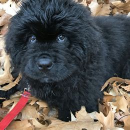 Newfoundland Puppies from Kodiak Acres