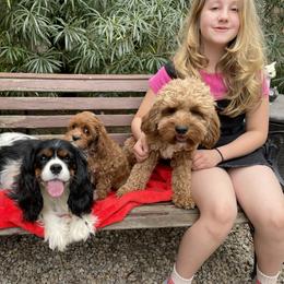 Cavalier King Charles Spaniel and Cavapoo Puppies from Larisa's Cavaliers