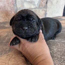 Teal collar - Chestnut brindle female Cane Corso puppy in Tucson, Arizona from Cane Corso Friends