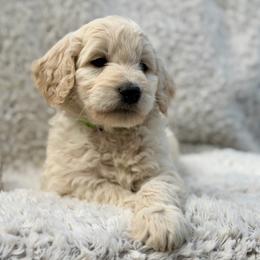Sabonis - Cream male Goldendoodle puppy in Rainier, Oregon from Beaver Springs Puppies