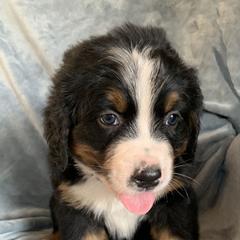 Blue Boy - Black rust and white male Bernese Mountain Dog puppy in Ferrum, Virginia from Joan's Bernese Mountain Dogs