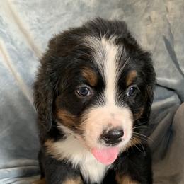 Blue Boy - Black rust and white male Bernese Mountain Dog puppy in Ferrum, Virginia from Joan's Bernese Mountain Dogs
