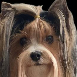 Infinity - Biewer Terrier