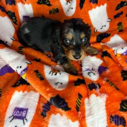 Henry - Dapple male Dachshund puppy in Lake City, Florida from My Ditzy Doxies of Florida
