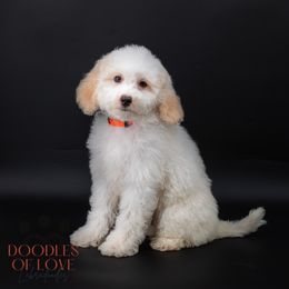 Mister Orange - Caramel red male Labradoodle puppy in Travelers Rest, South Carolina from Doodles of Love Labradoodles