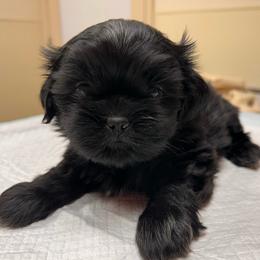 Sky - Black male Shih Tzu puppy in Kodak, Tennessee from Cutshall Babies