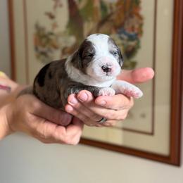 Male Deposit 2 - Blue merle male Bernedoodle puppy in Gales Ferry, Connecticut from Schweers Goldens and Doodles