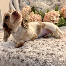 Umi - Piebald female Dachshund puppy in Hensley, Arkansas from The Dachshund Barn
