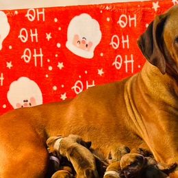 ZENA - Rhodesian Ridgeback
