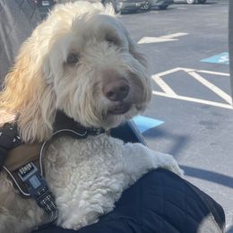 Waylon - Goldendoodle