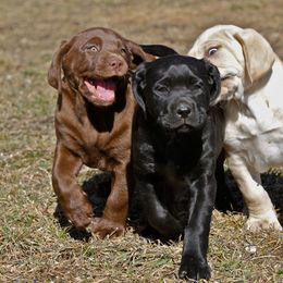 Labrador Retriever Puppies from Sula Peak Water Dogs LLC