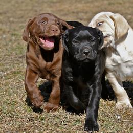 Labrador Retriever Puppies from Sula Peak Water Dogs LLC