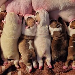English Bulldog Puppies from Exact Classic Bulldogs