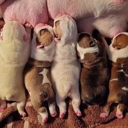 English Bulldog Puppies from Exact Classic Bulldogs