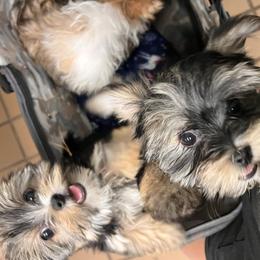 Maltese, Morkies, and Yorkshire Terriers from Little Paws Nursery