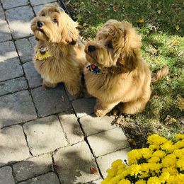 Cockapoo Puppies from Lulu's Cockapoos