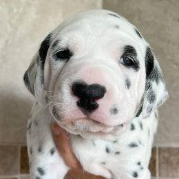 Dalmatians from The Spot House
