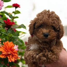 Coconut - Red  male Poodle puppy in South Jordan, Utah from Diamond Companions