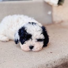 Gretel - Black and white female Cavapoo puppy in Saint George, Utah from Fitzdoodles