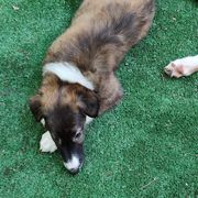 Borzoi and Samoyed Puppies from Kalabria