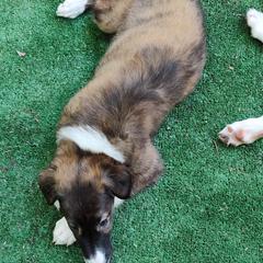 Borzoi and Samoyed Puppies from Kalabria